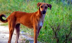 Dünyanın En Eski Köpeği 16 Bin Yıl Önce Türkiye'de Yaşadı