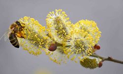 Polen Alerjisinin Tedavisi Var Mı? İşte Detaylar