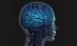 Harvard Üniversitesi Beyne 2 Yıl Kazandıran Rejim Geliştirdi