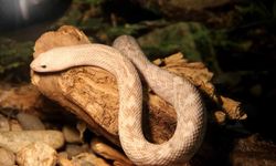 Hindistan Kaçak Girişler İçin Timsah Ve Yılan Kullanacak