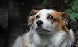 Yapay Zeka Bir Köpeği Kanserden Kurtardı