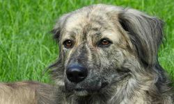 Köpeklerin Siyah Beyaz Gördüğü İnancı Yanlış
