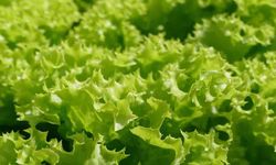 Marulu Sofranızdan Hiç Eksik Etmeyin İşte Sebebi
