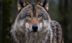Himalayalar'da Köpek Kurt Karışımı Yeni Bir Tür Belirlendi