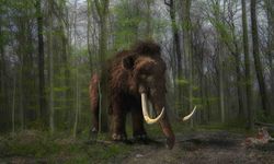 Donmuş Sincap Dışkısında Mamut DNA'sı Bulundu
