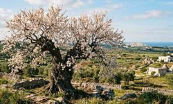 Dünyanın En Yaşlı Badem Ağacı 500 Yıldır Ayakta