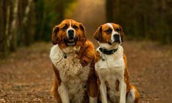 İsviçre'de Bir Köpek Bir Kerede 8 Yavru Doğurdu