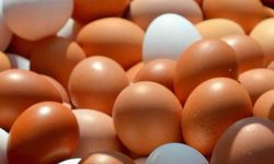 Kahverengi Ve Beyaz Yumurta Arasında Ne Fark Eder?