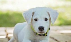 İtalya'da Bir Köpek Kanser Teşhisi Koyuyor