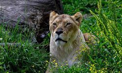 Tanzanya'da Zehirlenen 10 Aslan Öldü