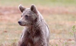 Rusya'da Bir Ayı Ormancının Canını Aldı