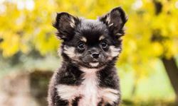 Norveç Prensesi Astrid'in Ardından Köpeği De Vefat Etti