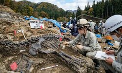 Japonya'da Yeni Bir Dinozor Türü Keşfedildi