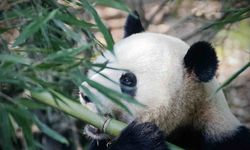 Panda Diplomasisi Çin'den ABD'ye 2 Panda