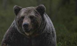 Rusya'da Son Dönemde Ayı Saldırılarında 17 Kişi Öldü