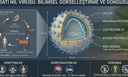 Belçika'da Batı Nil Virüsü 2 Can Aldı