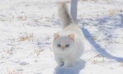 ABD'de Kayıp Kedi 571 Gün Sonra Ailesine Kavuştu