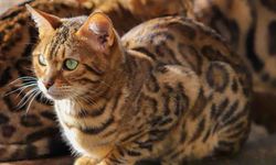 Beslediği Kedi Yeni Bir Kaplan Türü Çıktı