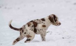 Bir Köpek Çığ Altında 50 Saat Yalnız Kurtarılmayı Bekledi