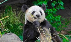 Fransa'da Doğan 2 Panda Vatanları Çin'e Dönüyor