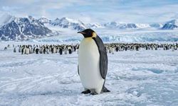 Antarktika'nın En Büyük Penguen Topluluğunun 3'te 2'si Öldü