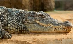 Florida'da Bir Adama Timsah Saldırdı
