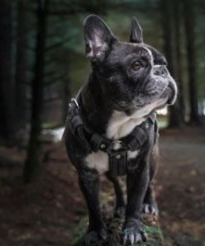 Belçika'da Köpek Havlamasına Tazminat Davası