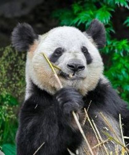 Fransa'da Doğan 2 Panda Vatanları Çin'e Dönüyor