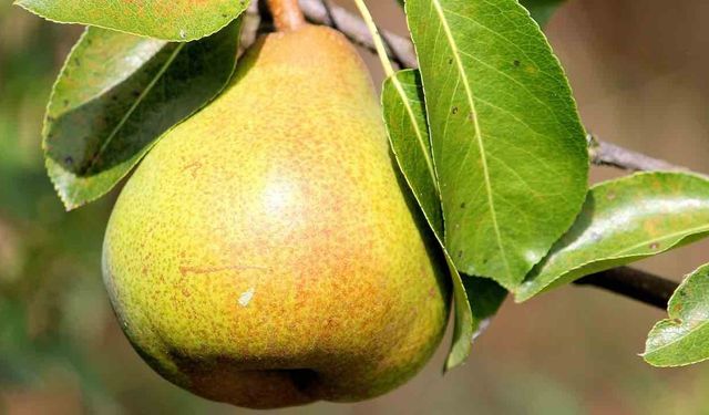 Armutun Faydaları Nelerdir? İşte Armutun Faydaları