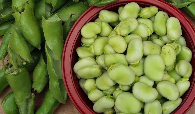 Baklanın Faydaları Nelerdir? İşte Baklanın Faydaları