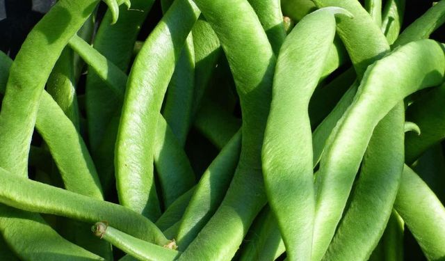 Fasulyenin Faydaları Nelerdir? İşte Fasulye Faydaları