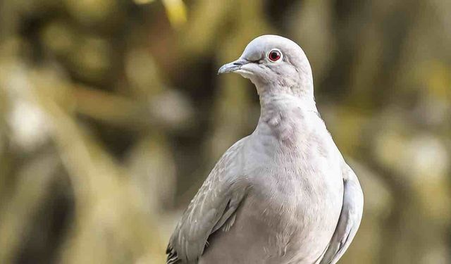 Güvercinler Implant İle Drone'a Dönüştürülecek