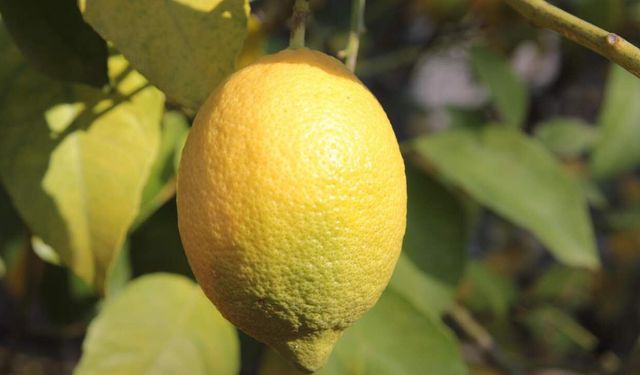 Limonun Faydaları Nelerdir? İşte Limonun Faydaları