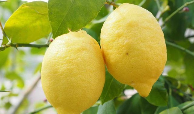 Japonya'ya Özgü "Yuzu" Limon Türü Şefleri Peşinde Koşturuyor