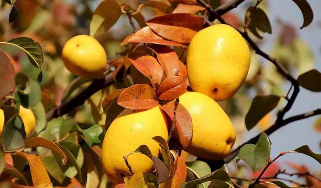 Ayvanın Faydaları Nelerdir? İşte Ayvanın Faydaları