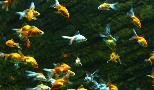 Afrika'da Bir Balık Yaşlılık Süreciyle İlgili Fikir Veriyor