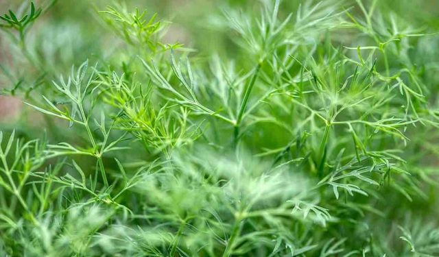 Dereotu Faydaları Nelerdir? İşte Dereotunun Faydaları