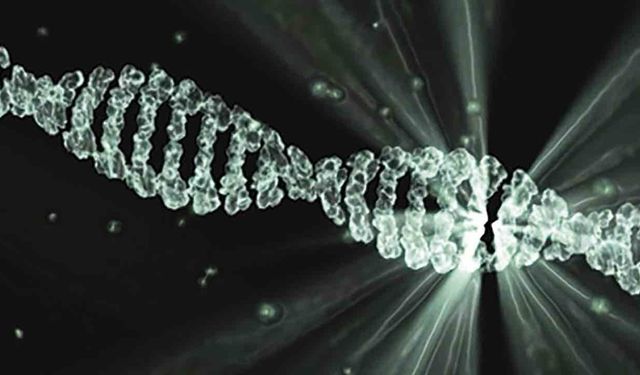 Bir Kadında Hem Erkek Hem Dişi DNA'sı Bulundu