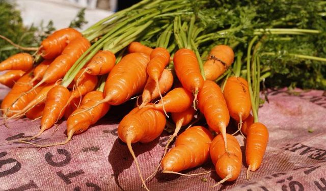 Havuç Faydaları Nelerdir? İşte Havucun Faydaları