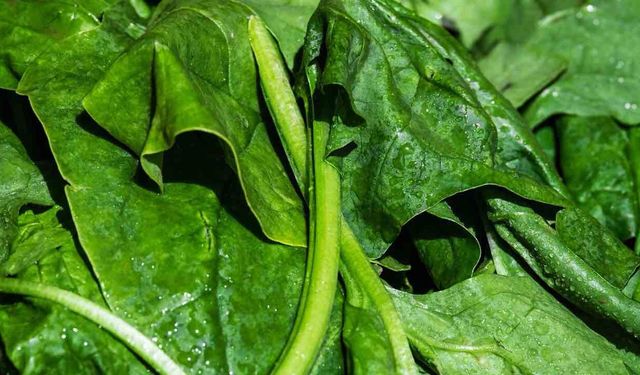 Ispanak Faydaları Nelerdir? İşte Ispanağın Faydaları