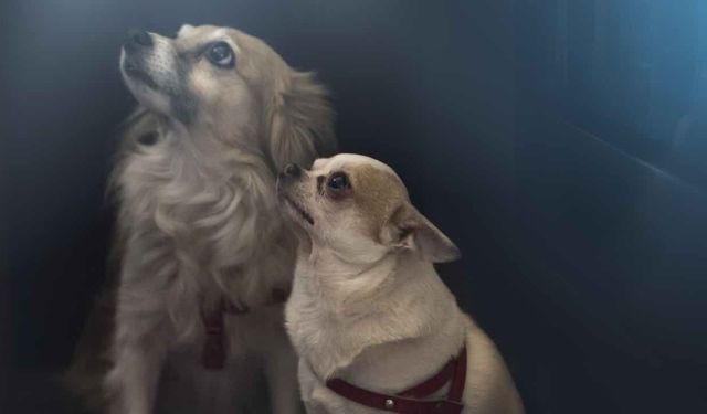 Fukuşima Felatinde Sokağa Bırakılan Hayvanları Besliyor