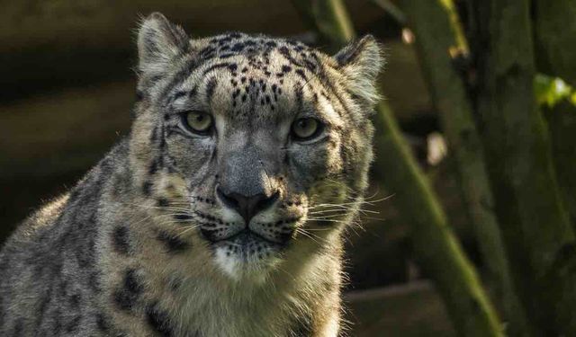 Kar Panteri Çin'de Çölde Ölmek Üzereyken Kurtarıldı