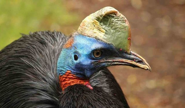 Dünyanın En Tehlikeli Kuşu Okyanusya Bölgesinde Yaşıyor