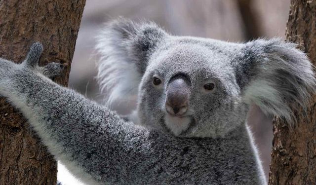 Koala Nüfusu 500 Bini Aştı İşte Detaylar