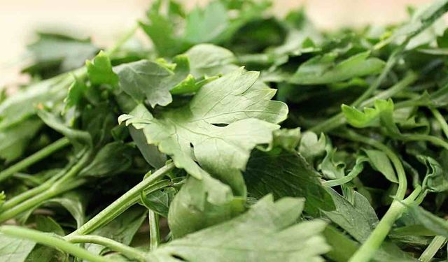 Maydanozun Faydaları Nelerdir? İşte Maydanozun Faydaları