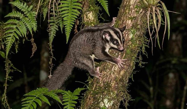 6 Bin Yıl Önce Nesli Tükendi Sanılan Hayvan Yaşıyor
