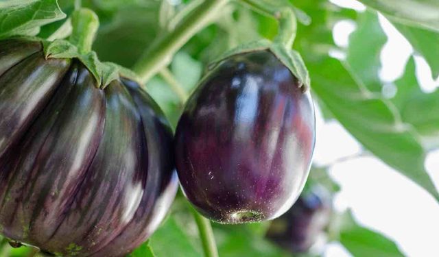 Patlıcan Faydaları Nelerdir? İşte Patlıcanın Faydaları