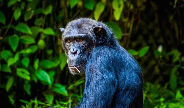 Şempanzeler Bir Karış Toprak İçin 10 Yıl Savaştı