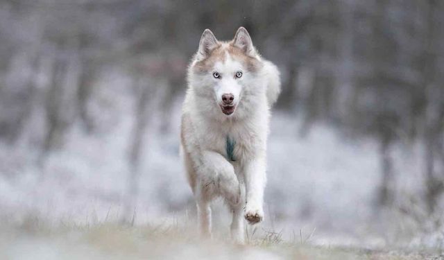 Grönland Köpekleri Eksi 40 Derecede Hayatta Kalıyorlar