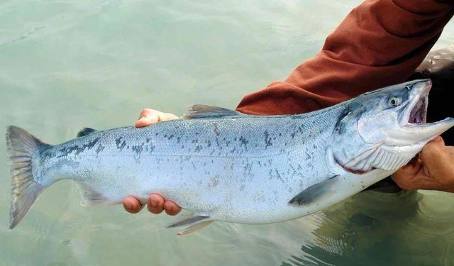 Somonlar Binlerce Kilometre Ötede Doğduğu Irmağı Buluyor